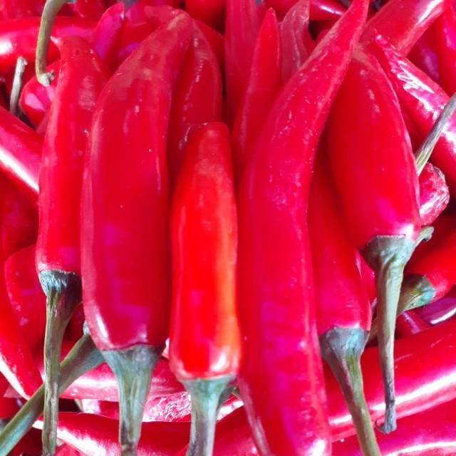 

CABE MERAH BESAR