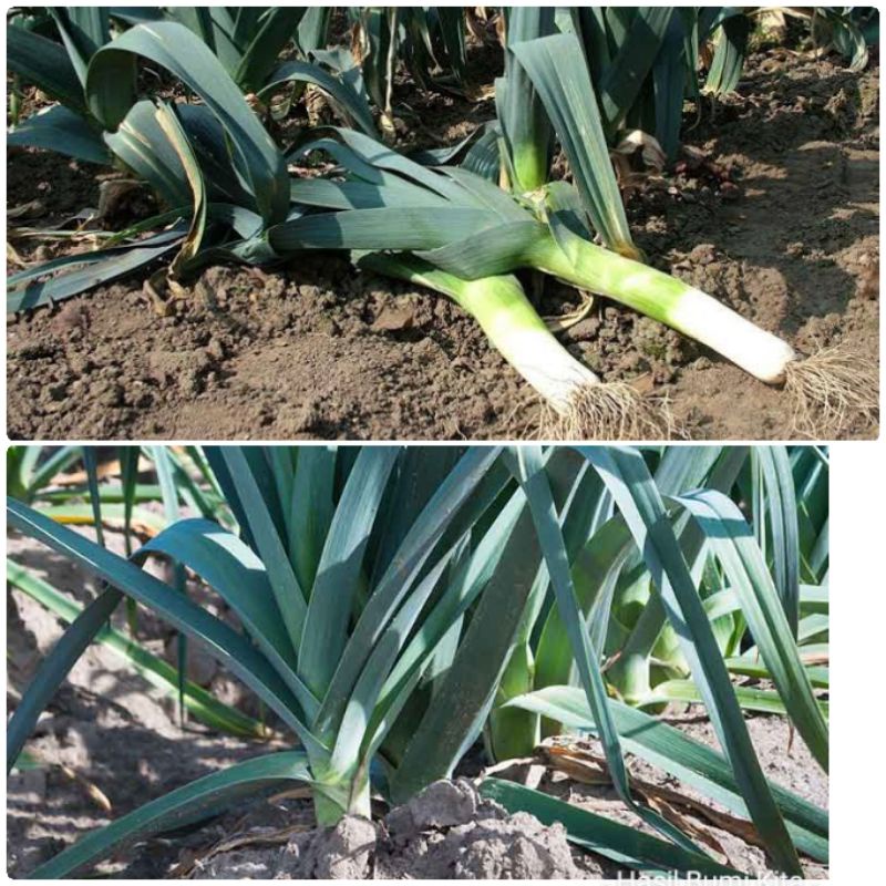 Bibit Bawang Pre Leek Prei Bawang prei tergolong dalam genus