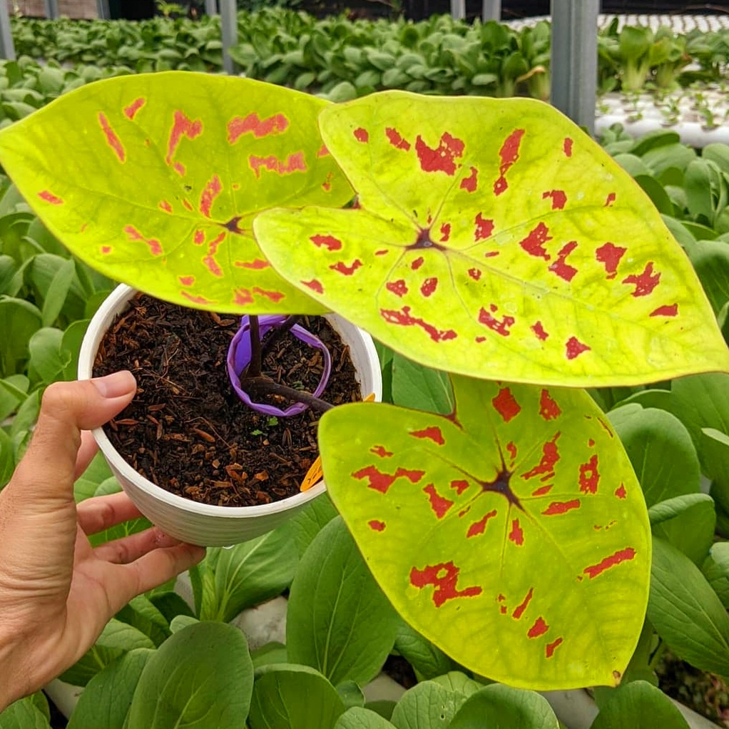Caladium Yellow Leopard/ bunga keladi / tanaman hias keladi murah / tanaman keladi hidup / caladium 