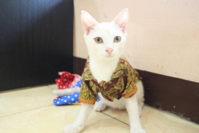 Kemeja batik kondangan untuk kucing / baju kucing murah meriah size S M L XL