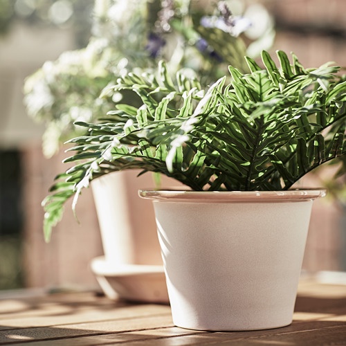 FEJKA Tanaman tiruan dalam pot, polypodium, 9 cm