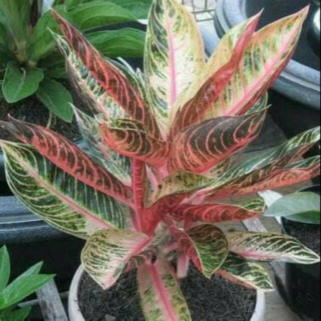 Aglaonema Red Sumatra/ Aglonema Unik