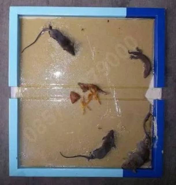 Lem Tikus Papan Ultra Super Perangkap Tikus Obat Tikus Jebakan