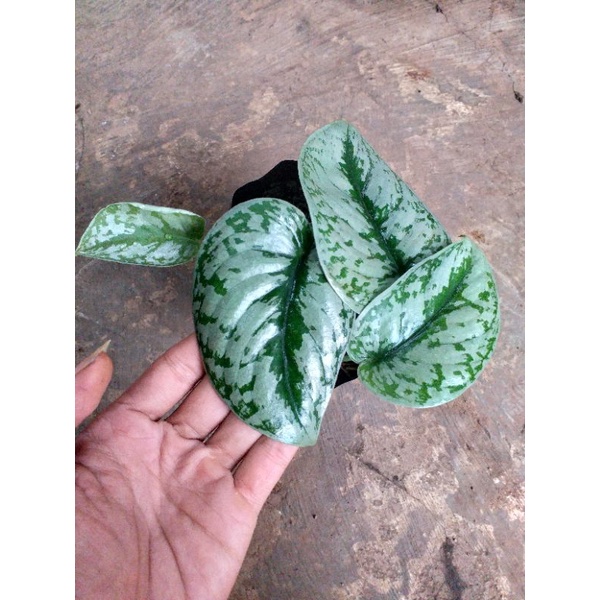 Scindapsus pictus exotica silver