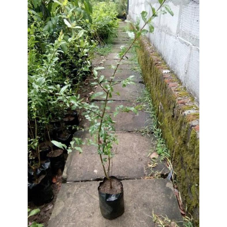 Lte Bibit Tanaman Buah Delima Hitam Apps