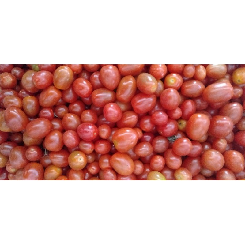 

Tomat Cherry buah minim order 3kg @