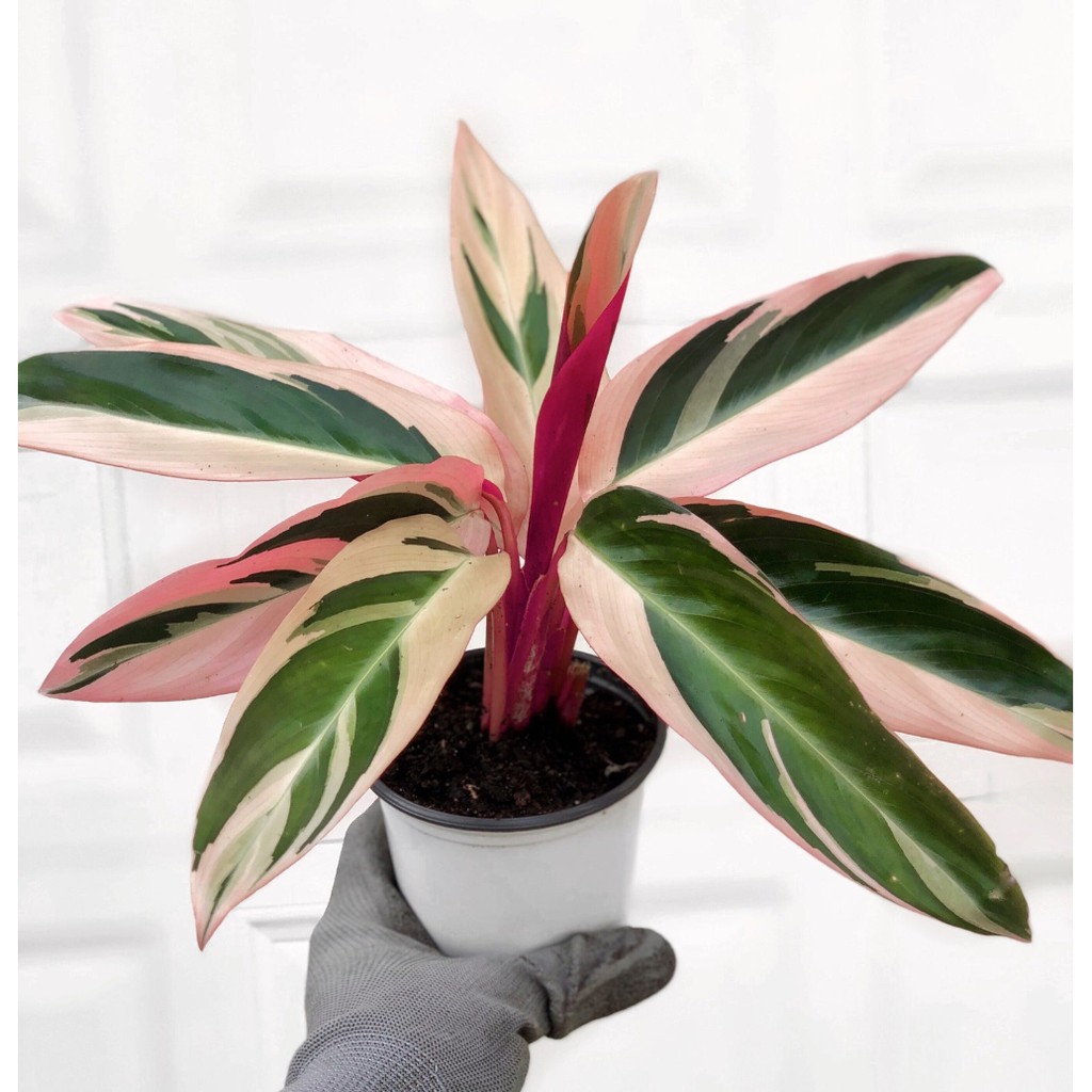 Tanaman Hias Calathea - Calathea Tricolor - Calathea Bendera - Calathea Triostar - Calathea Meranti