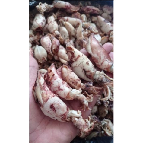 

CUMI ASIN kering 100 gram cuma 10 ribu cumi asin rebus kwalitas premium