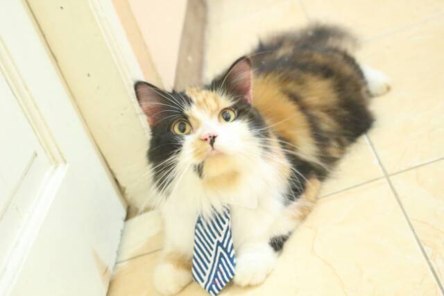 Long tie keren untuk kucing anjing / baju kucing lucu / aksesoris hewan imut | terlaris saat ini