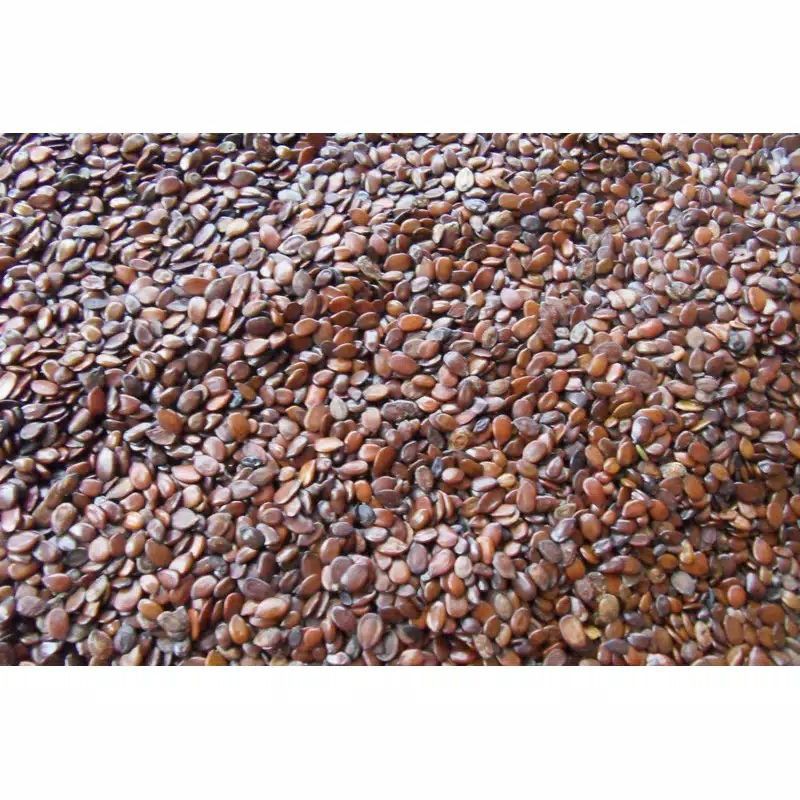 Benih biji Lamtoro gung  hijauan super unggul pelindung tanaman original