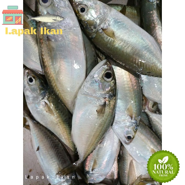 

GROSIR Ikan Kembung Segar Hasil Laut Segar 5Kilogram / 10Kilogram