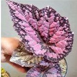 Tanaman hias Begonia Rex Ungu