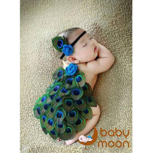 9000 Gambar Burung Merak Yang Cantik HD Terbaru