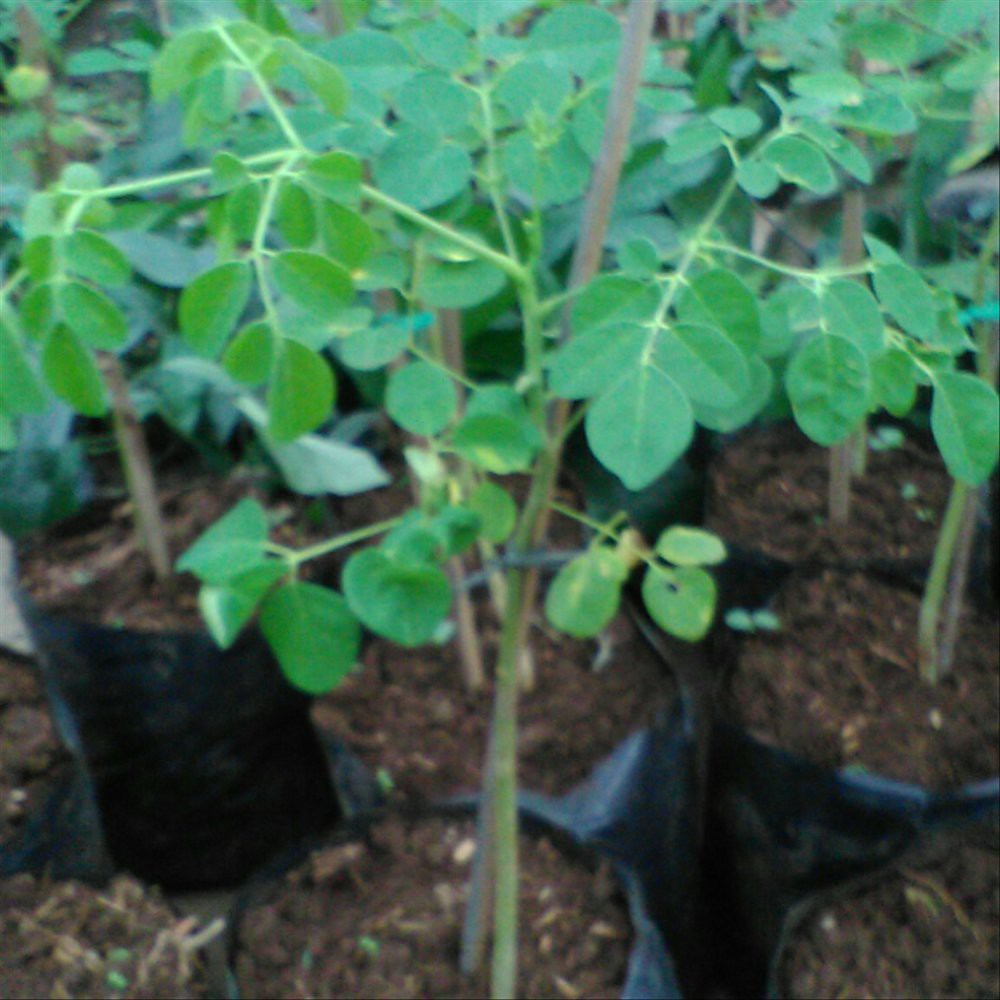 Bibit Tanaman Daun Kelor Pohon Kelor Bibit Kelor Moringa Oleifera