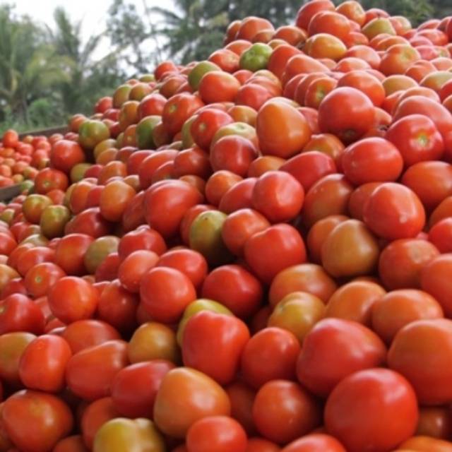 [HARGA GROSIR] Tomato / tomat 1kg