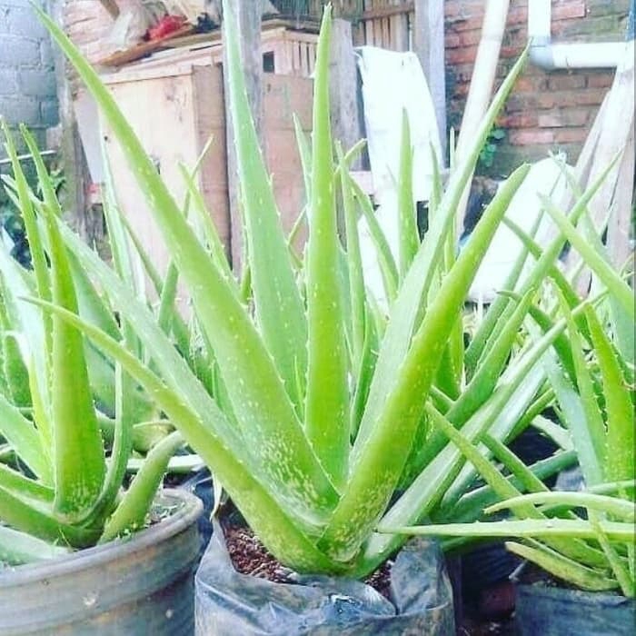 

pohon lidah buaya/ herbal