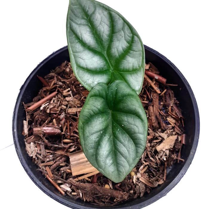 Tanaman Hias Alocasia Dragon Silver - Alokasia Ninja Silver