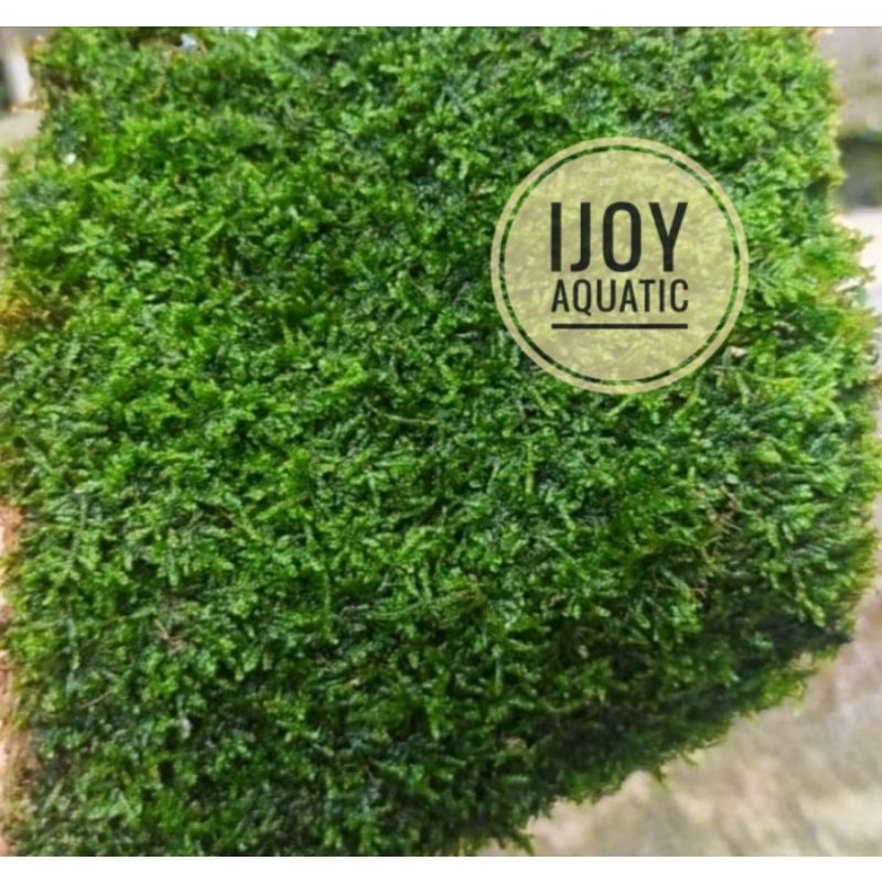 moss weeping 1 kg mos aquascape, tanaman aquascape