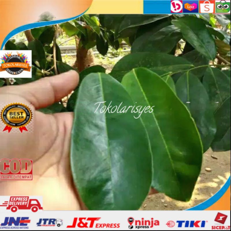 

Daun sirsak fresh 500 gram