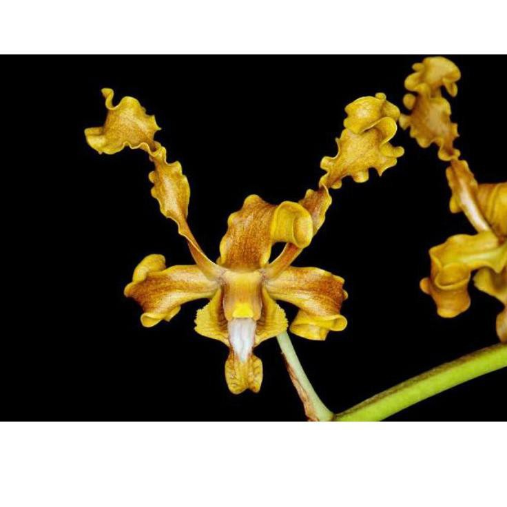 HIM« Anggrek Dendrobium Discolor Merauke Baru