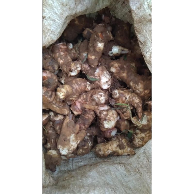 Lengkuas putih dugel
