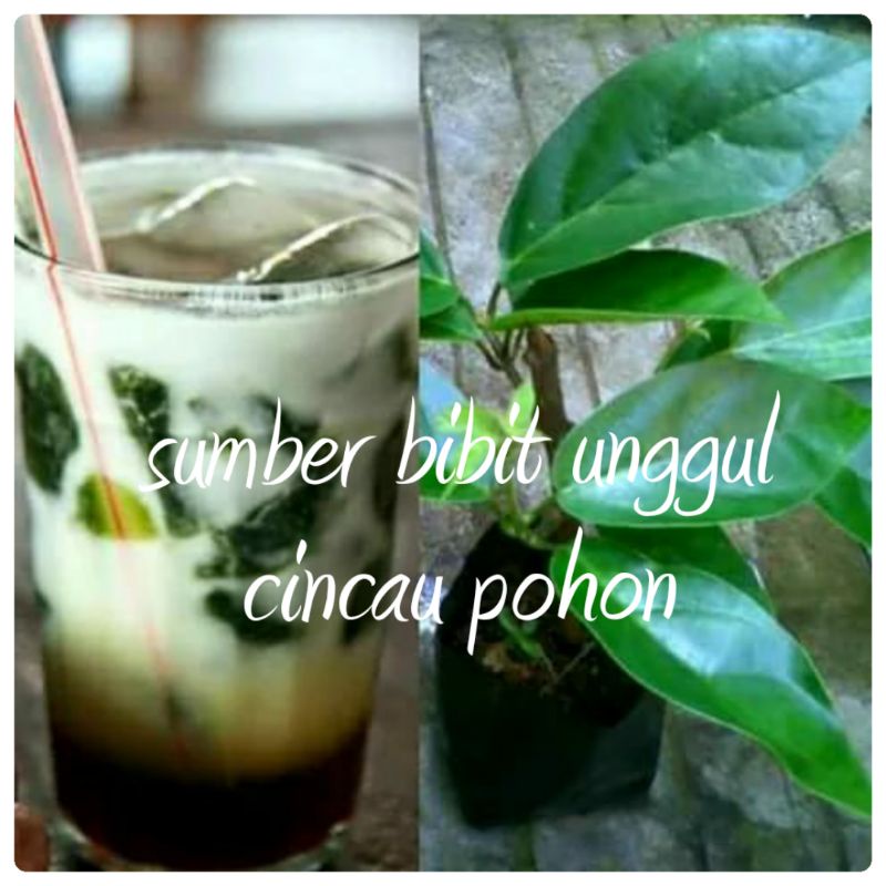 bibit cincau pohon cincau hijau