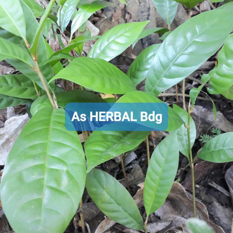 Bibit alkesa hutan pohon alkesa super-az