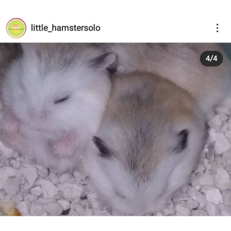 Hamster Roborovski