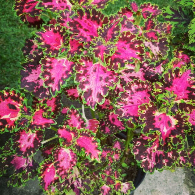 Dapatkan Inspirasi Untuk Gambar Macam Macam Bunga Miana - Bunga Hias