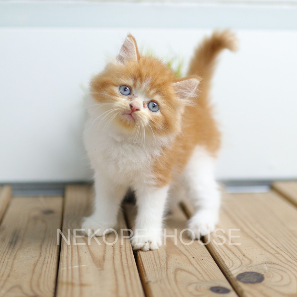 Kucing Kitten Persia Lucu Kecil Gemesin Banget