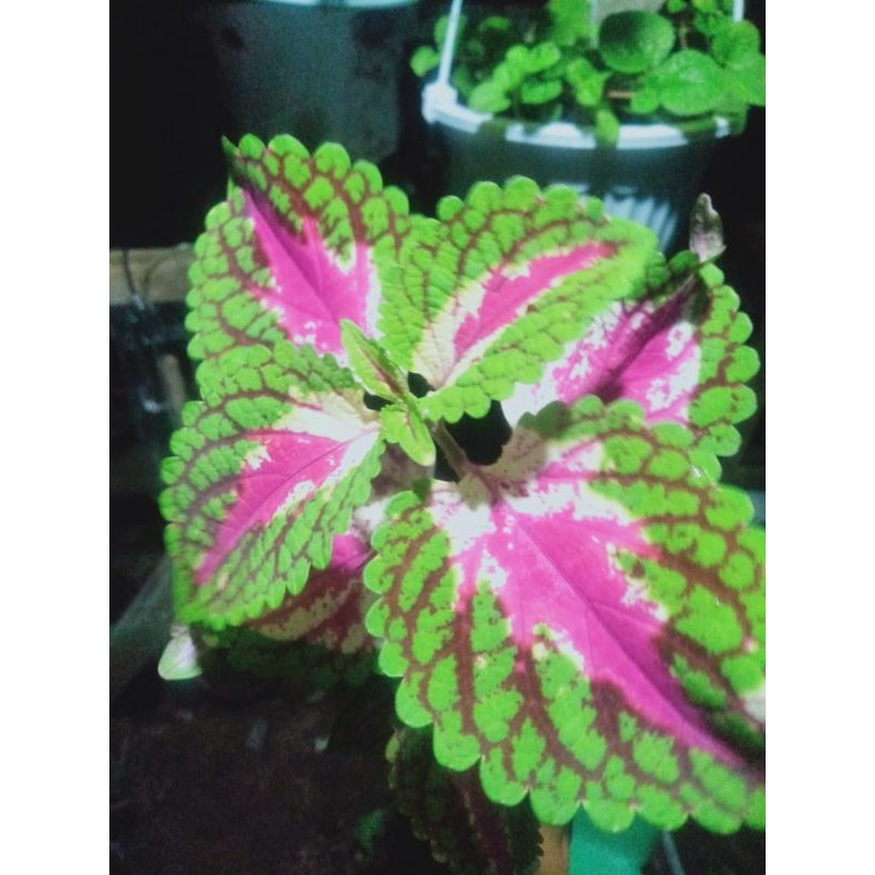 Miana Batik Pink Premium stek akar