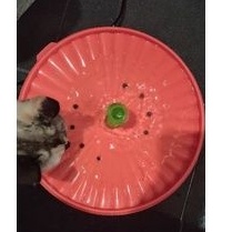 MURAH TEMPAT MINUM KUCING OTOMATIS