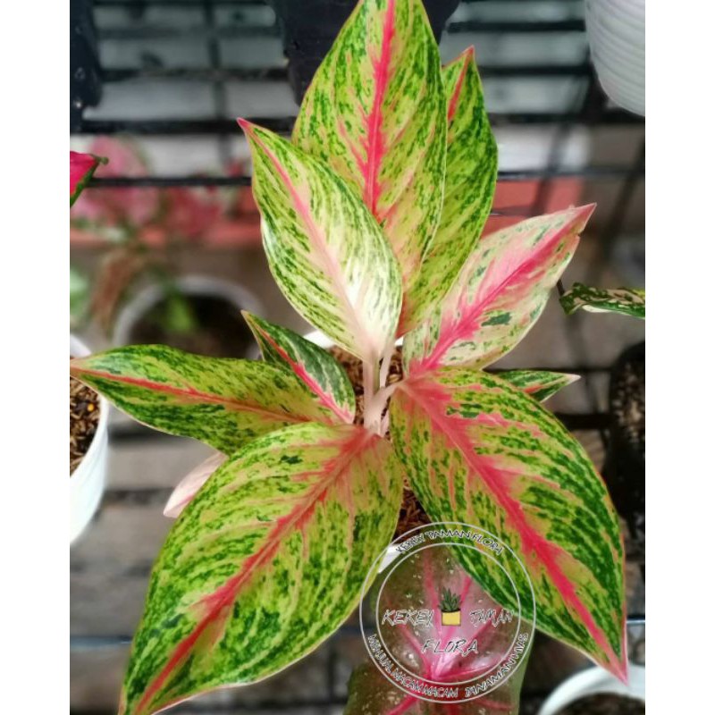 Tanaman Hias Aglonema Golden Sweet - Aglonema Golden Sweet - Bunga Aglonema