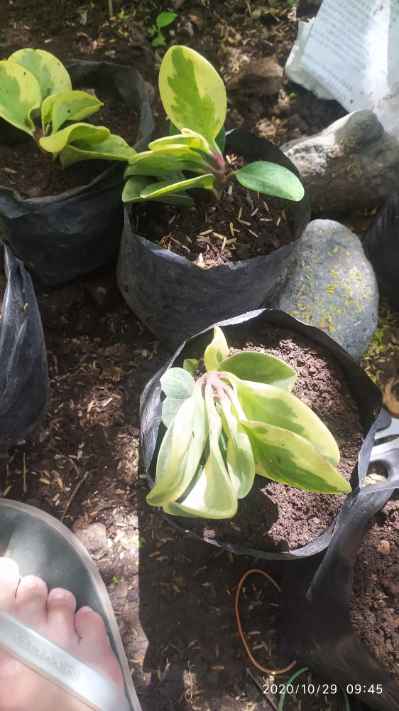 Tanaman Hias Peperomia Varigata