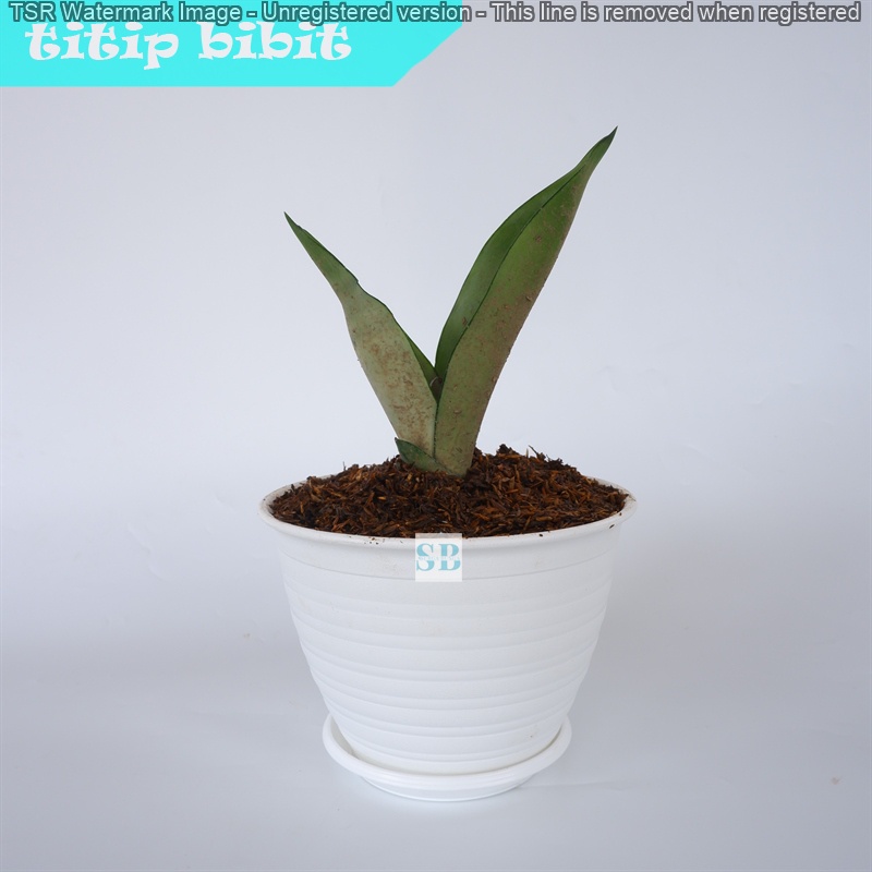 tanaman hias Sansivera Moonshine  Tanaman Indoor Sansevieria BERGARANSI