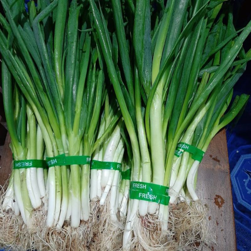 Jual Daun Bawang Dan Seledri 1 Ikat Sayur Segar Indonesia Shopee