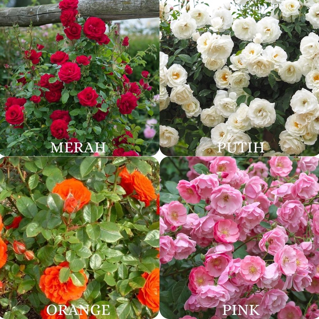 Bibit Tanaman Hias Bunga Mawar Rambat Climbing Rose Cantik Bisa Pilih Warna