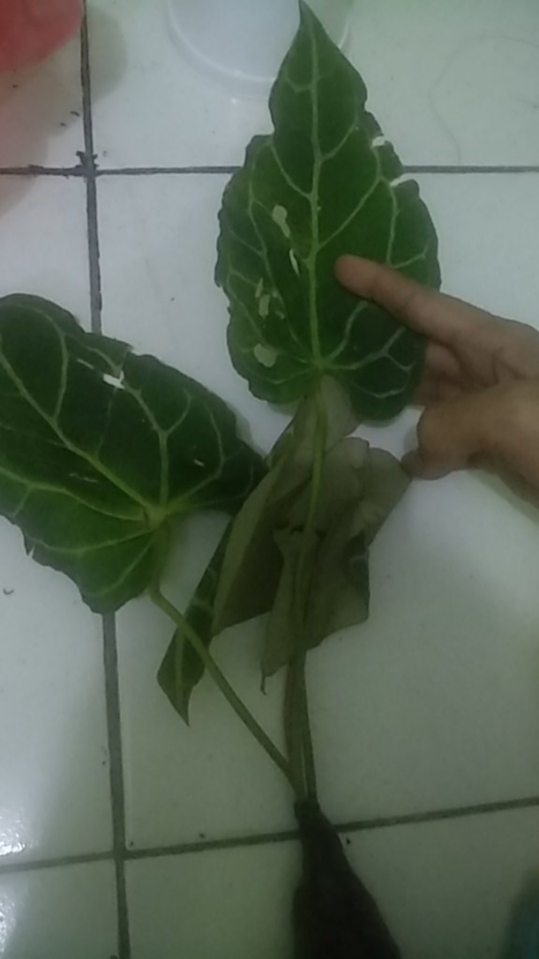 Tanaman Hias Keladi Anturium Kuping Gajah