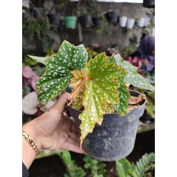 Bunga Begonia Polkadot Maculata Cantik Begonia Totol Kecil Murah Berkualitas