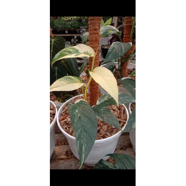 tanaman hias epip varigata