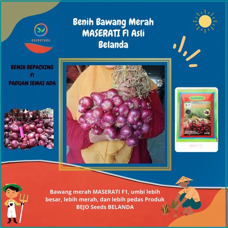 30 Benih Biji Bawang Merah MASERATI F1 ASLI BELANDA