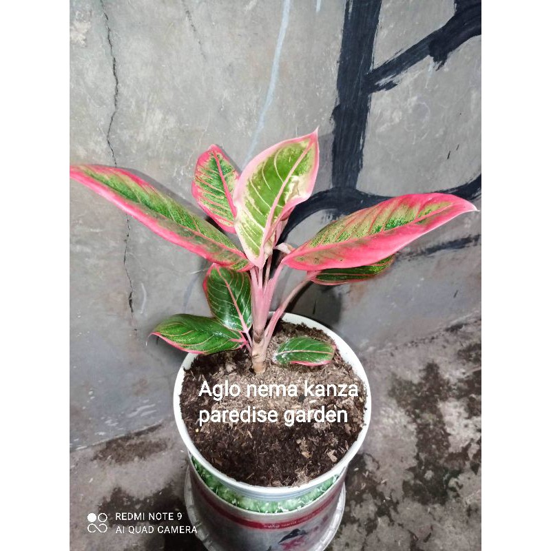 Aglonema khanza