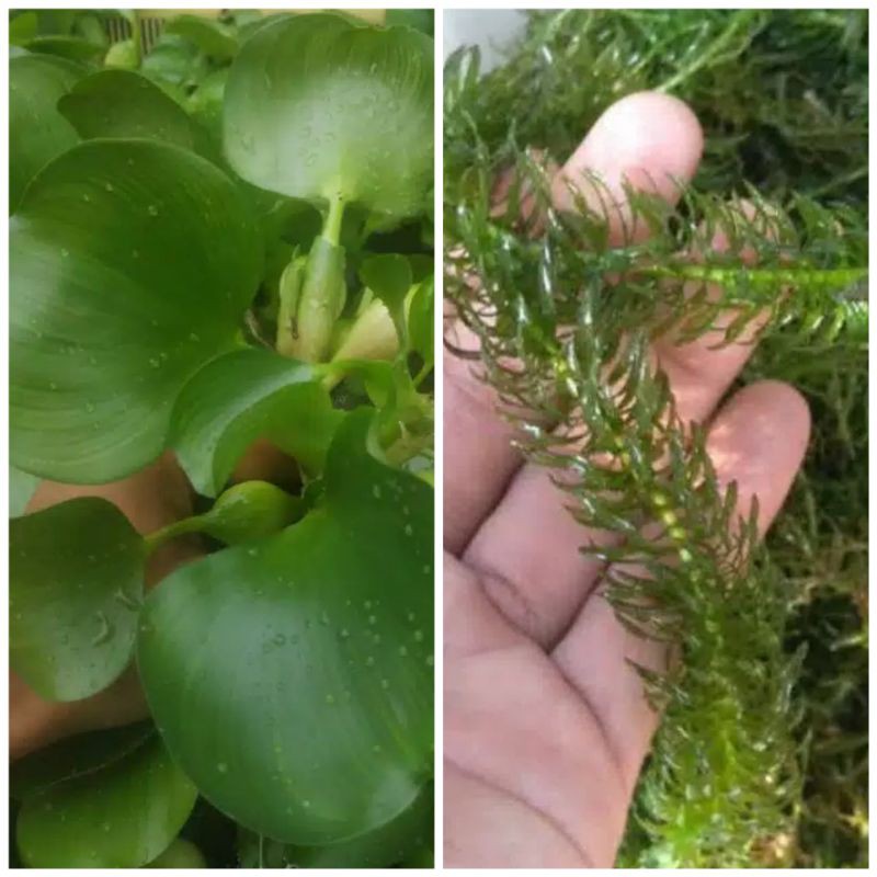 Eceng Gondok/ Ganggang Hijau (Hydrilla) Tanaman Air Hijau Penjernih Kolam Ikan Cupang Koi Guppy