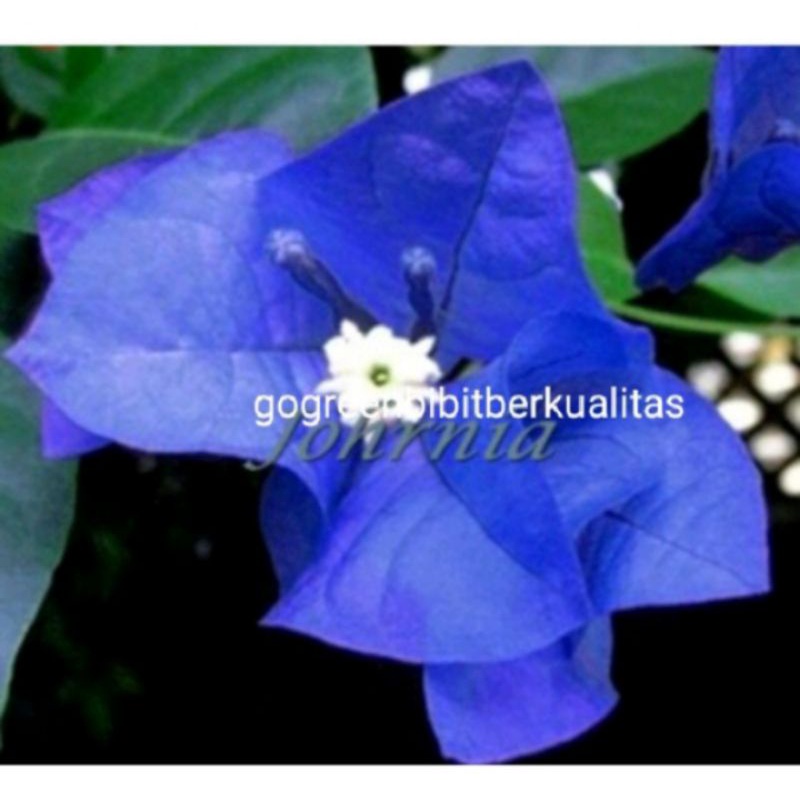 Bibit bunga Bougenville biru