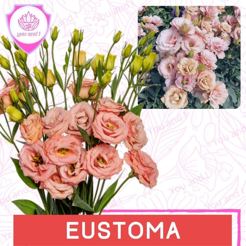 Benih EUSTOMA PEACH - Biji Bibit Bunga