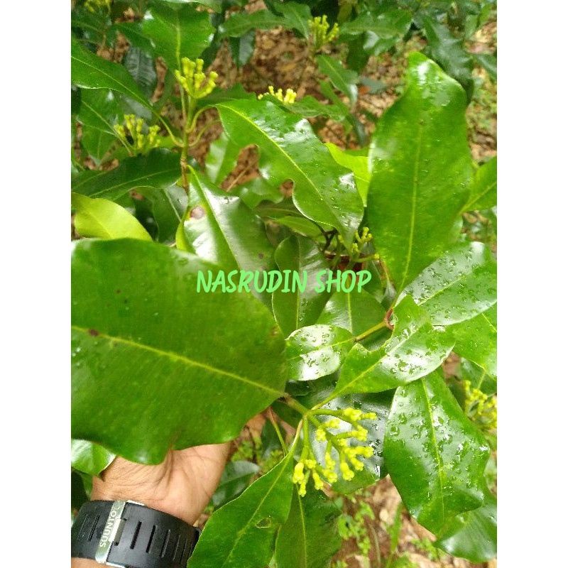

[Fresh] DAUN CENGKIH SEGAR / DAUN CENGKEH LANGSUNG PETIK / SYZYGIUM AROMATICUM / DAUN HERBAL / OBAT