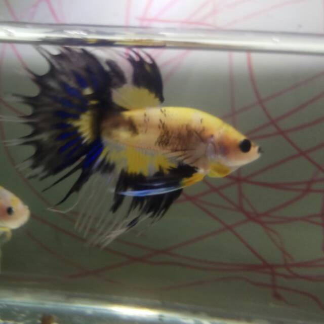 Cupang serit/Crowntail yellow Fancy