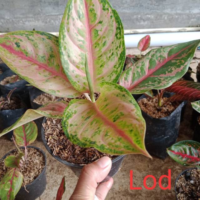 Aglonema lod