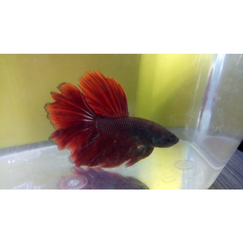 

ikan cupang halfmoon super red real pict