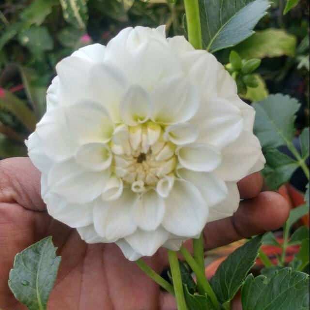 Tanaman Bunga Dahlia Putih Shopee Indonesia